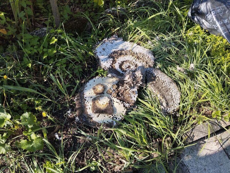 enlever un nid d abeille