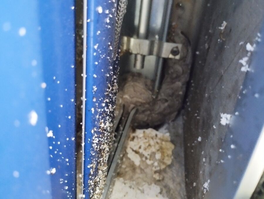 ruche abeille maison que faire