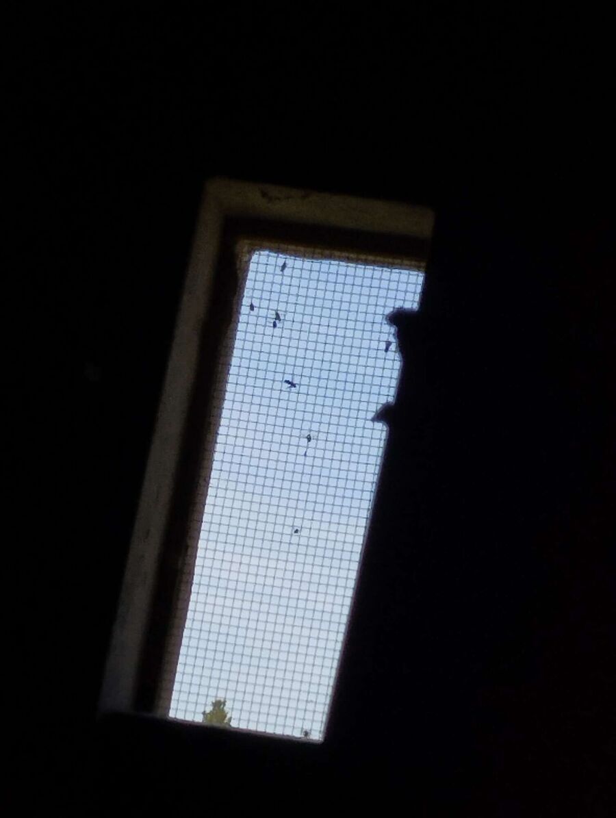 essaim d abeille enlevement