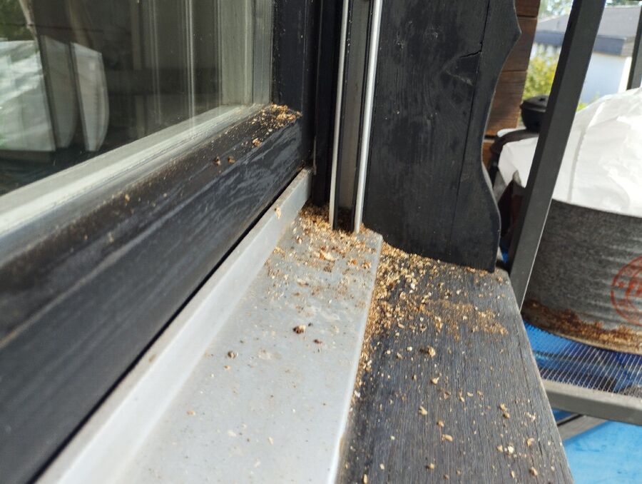 essaim d abeille enlevement