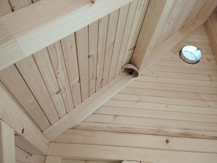 ruche abeille maison que faire