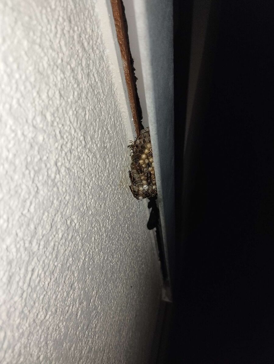 enlever un nid d abeille