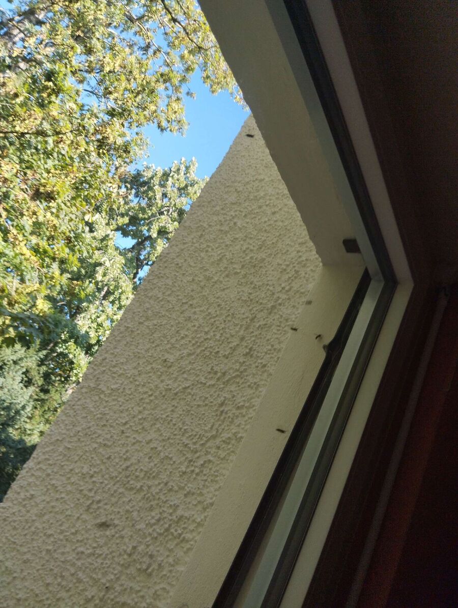 nid d abeille que faire