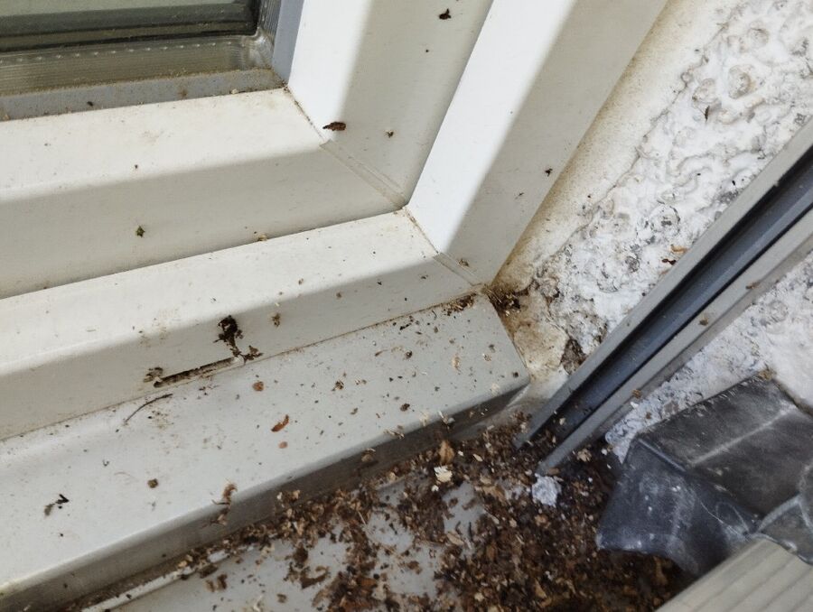 ruche abeille maison que faire