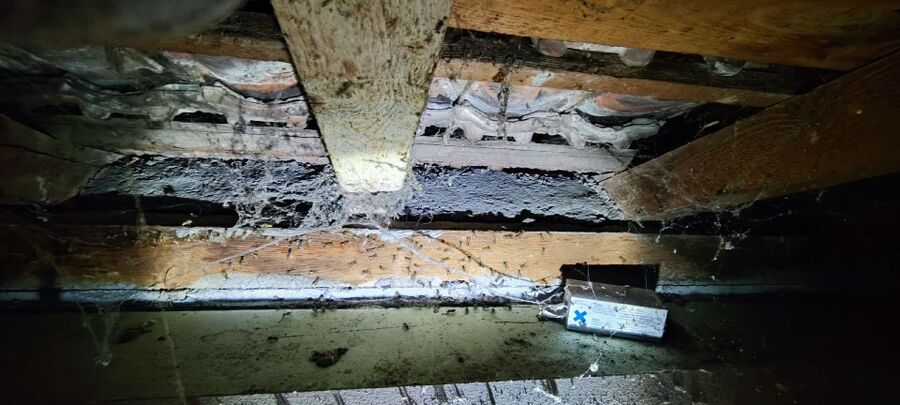 ruche abeille maison que faire