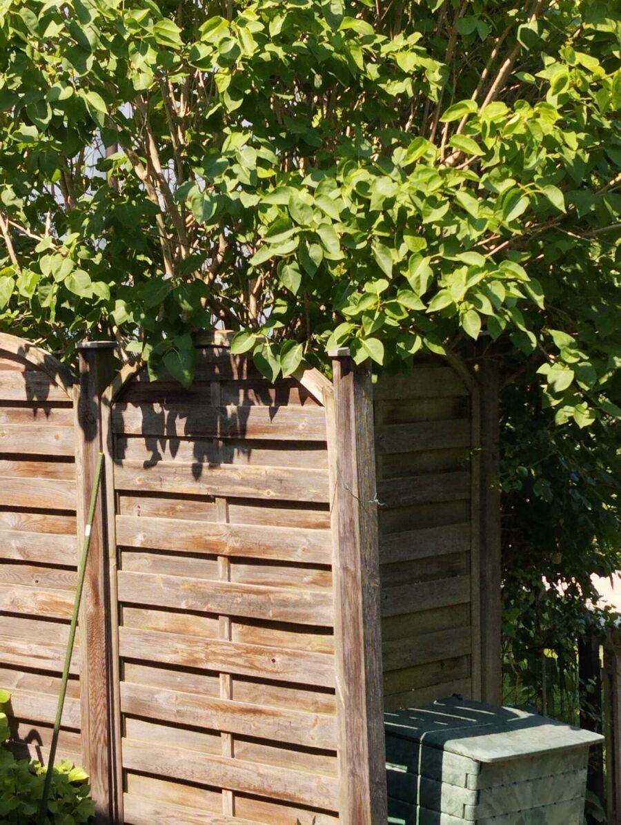 nid d abeille que faire