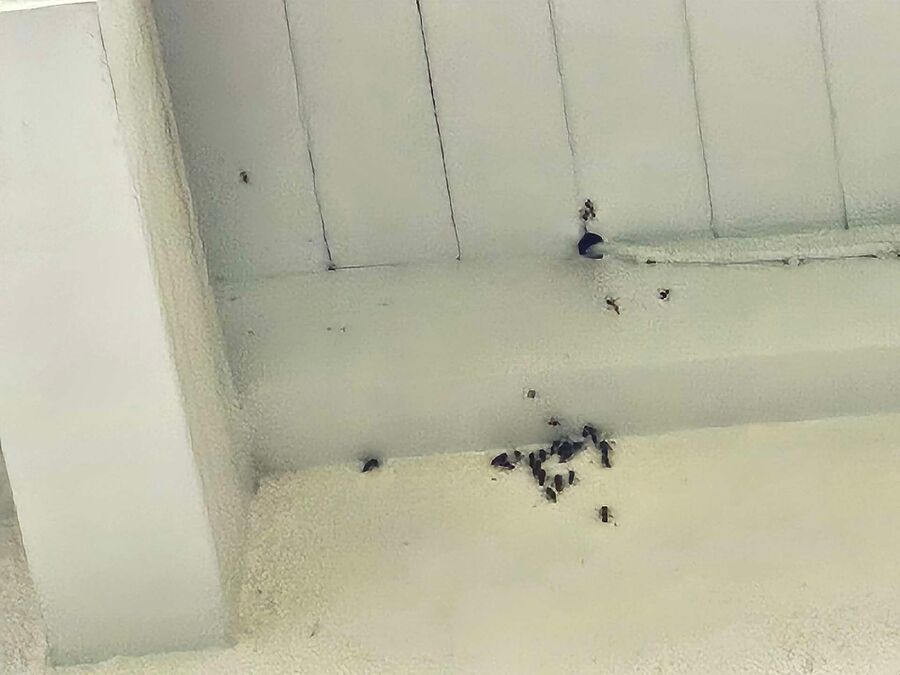 essaim d abeille enlevement