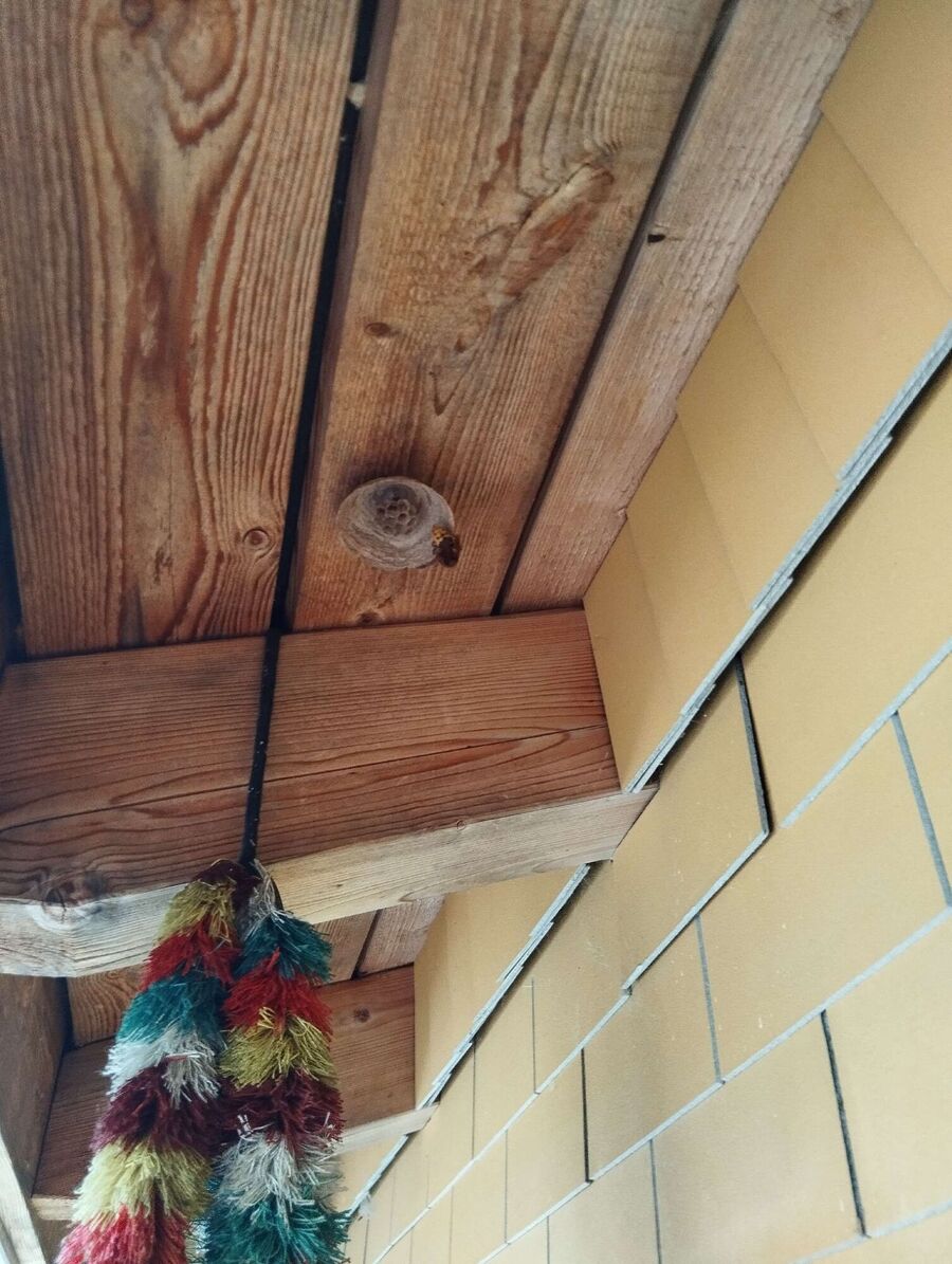 essaim d abeille enlevement