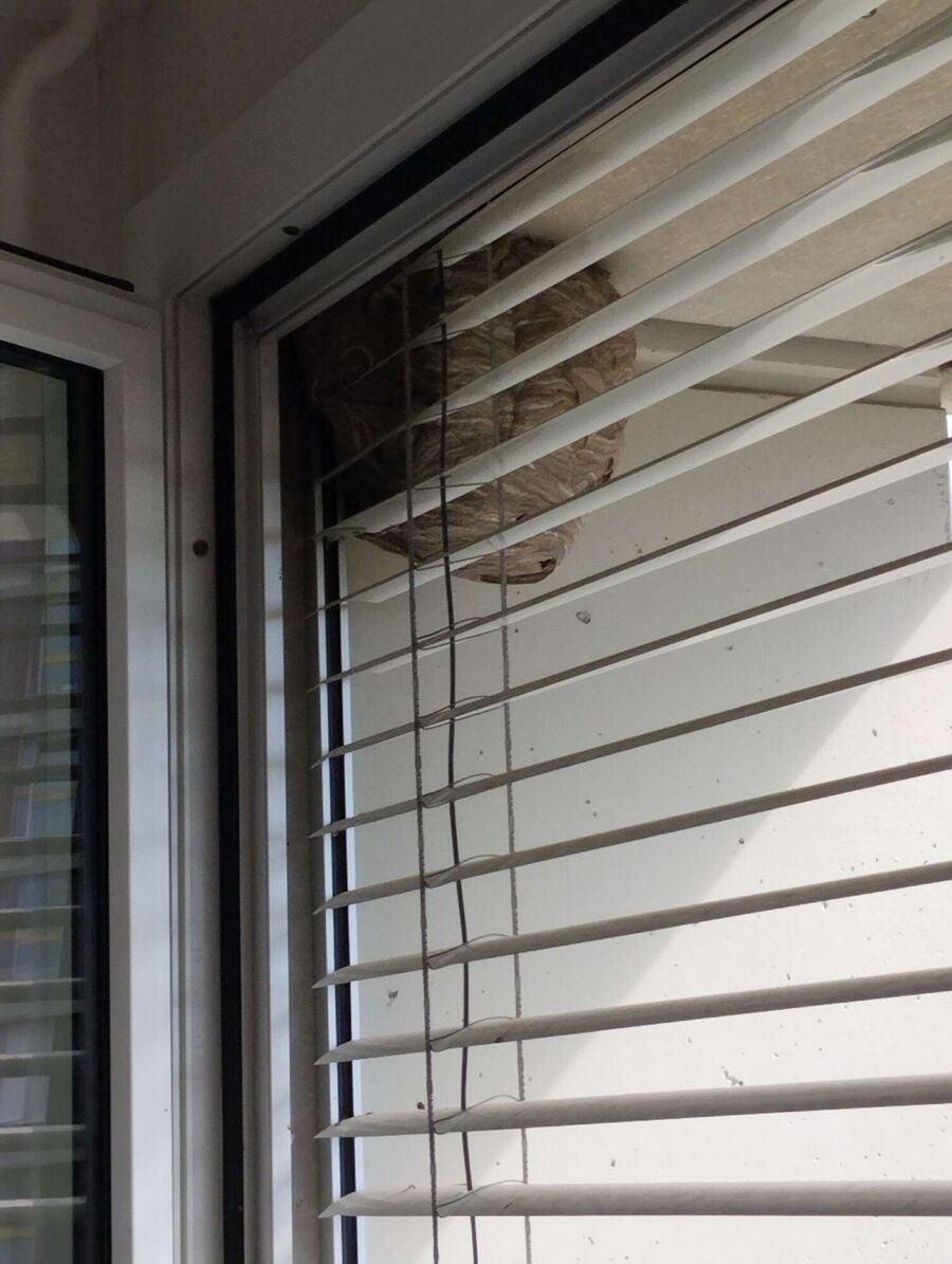 nid d abeille que faire