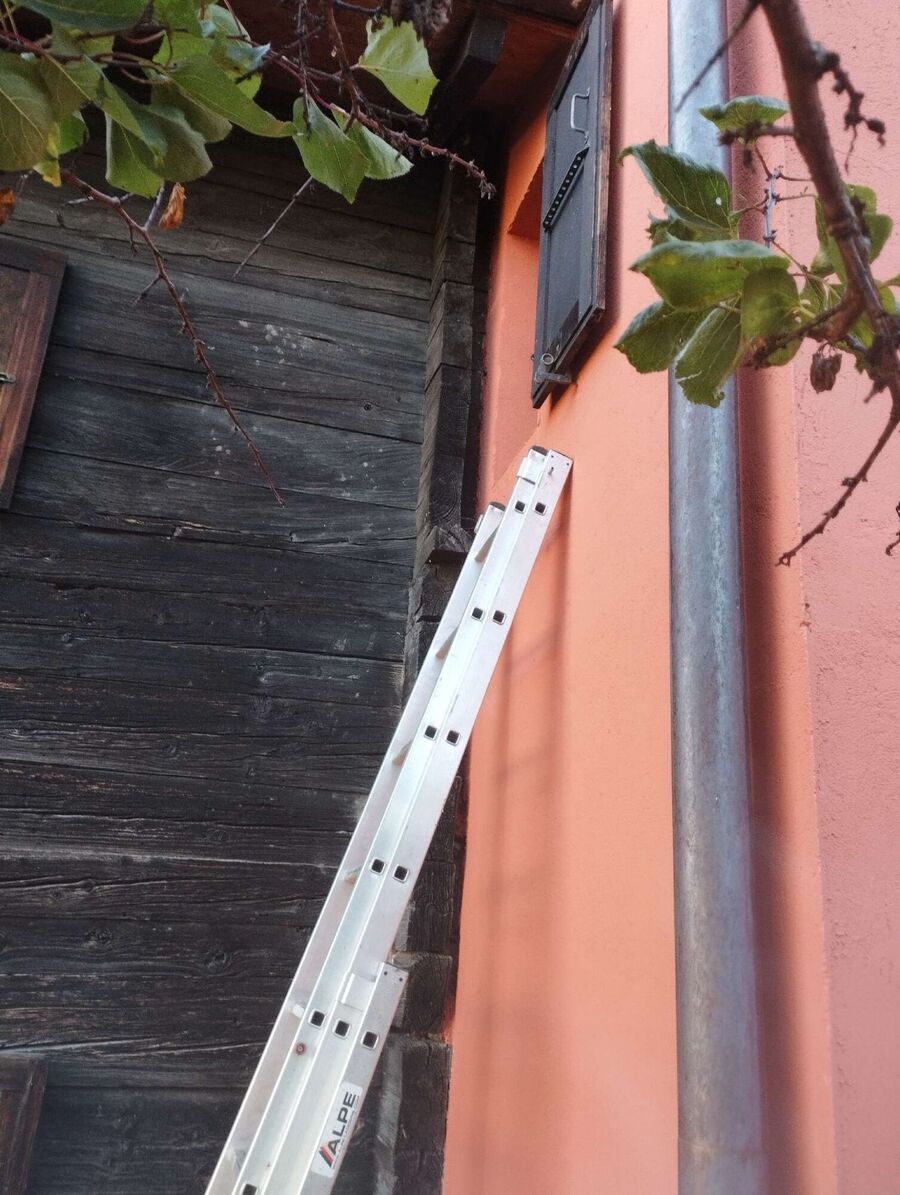 essaim d abeille enlevement