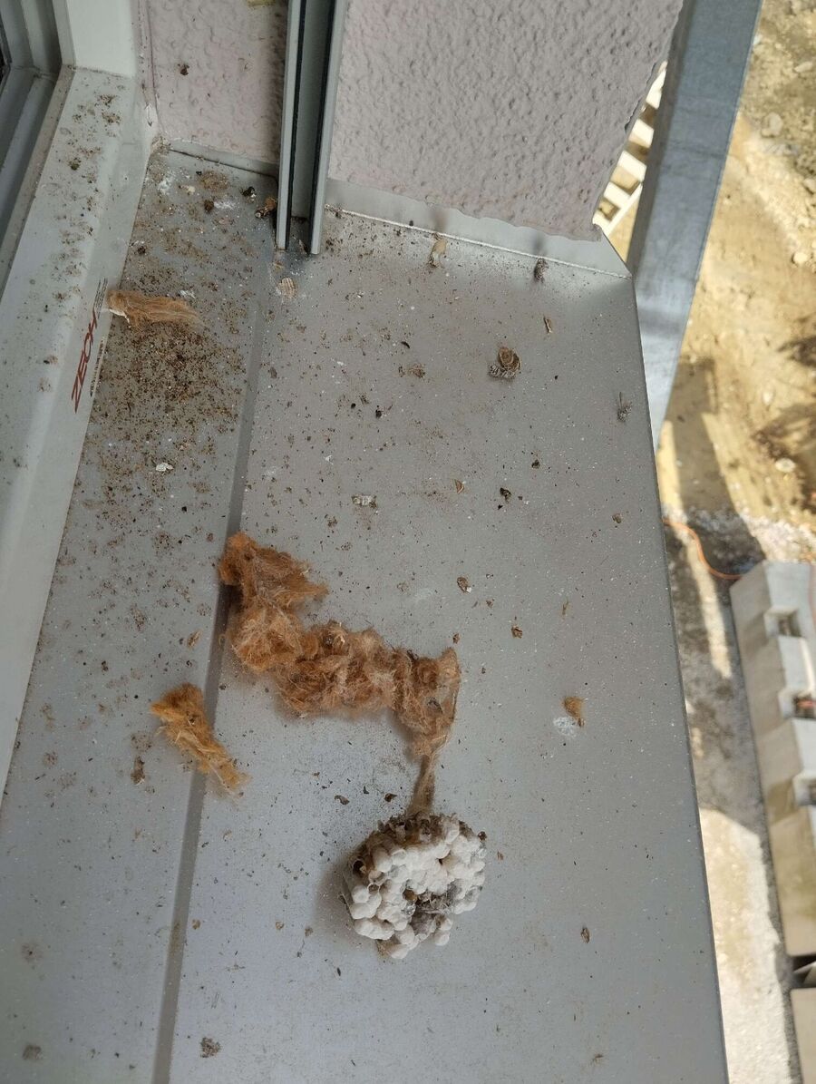 ruche abeille maison que faire