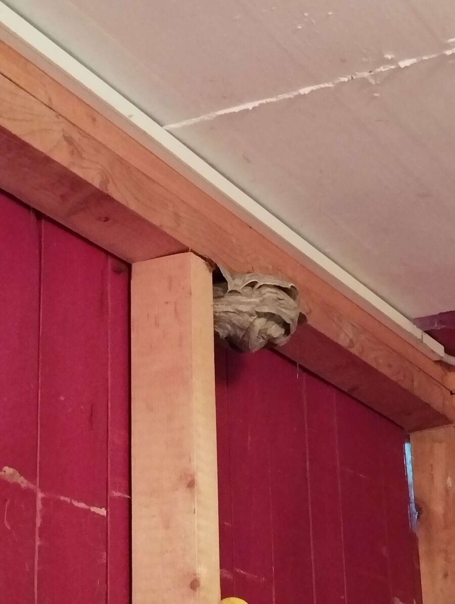 essaim d abeille enlevement