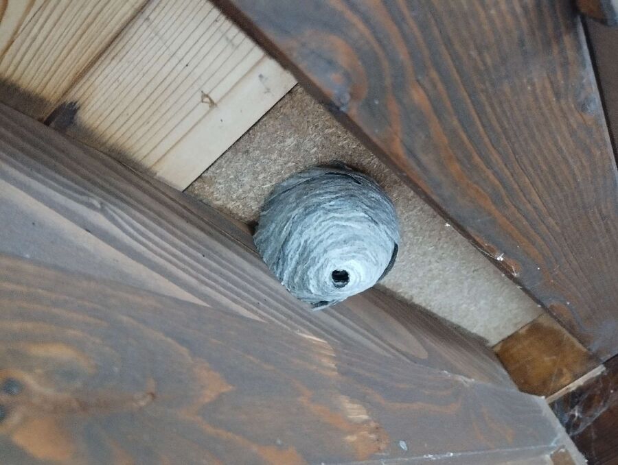 ruche abeille maison que faire