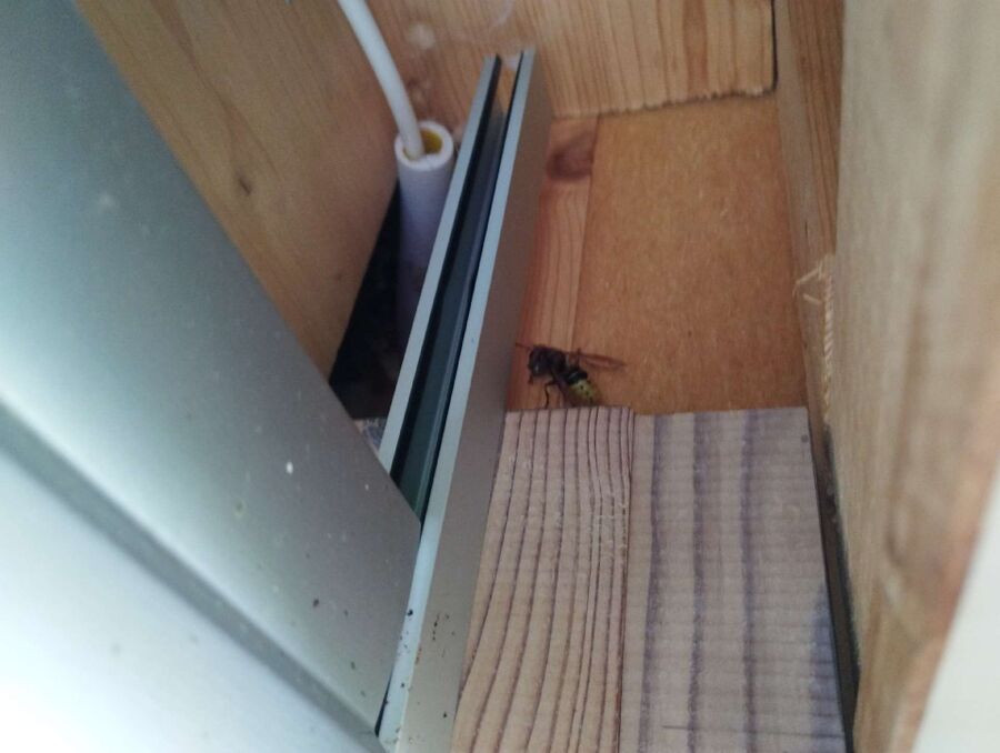 essaim d abeille enlevement