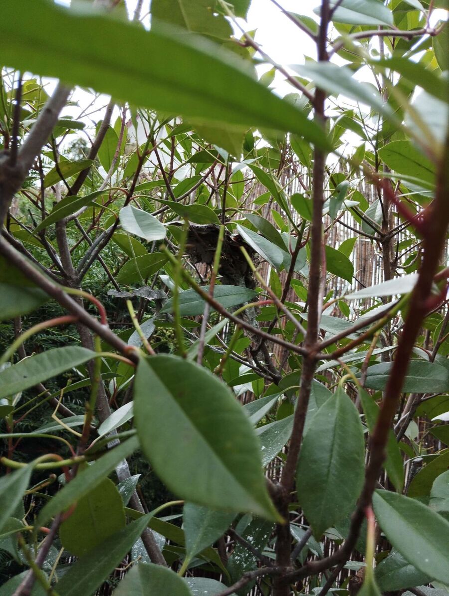 nid d abeille que faire