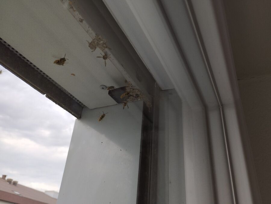 essaim d abeille enlevement