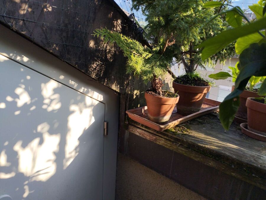 essaim d abeille enlevement