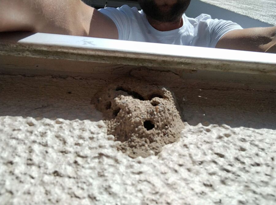 nid d abeille que faire