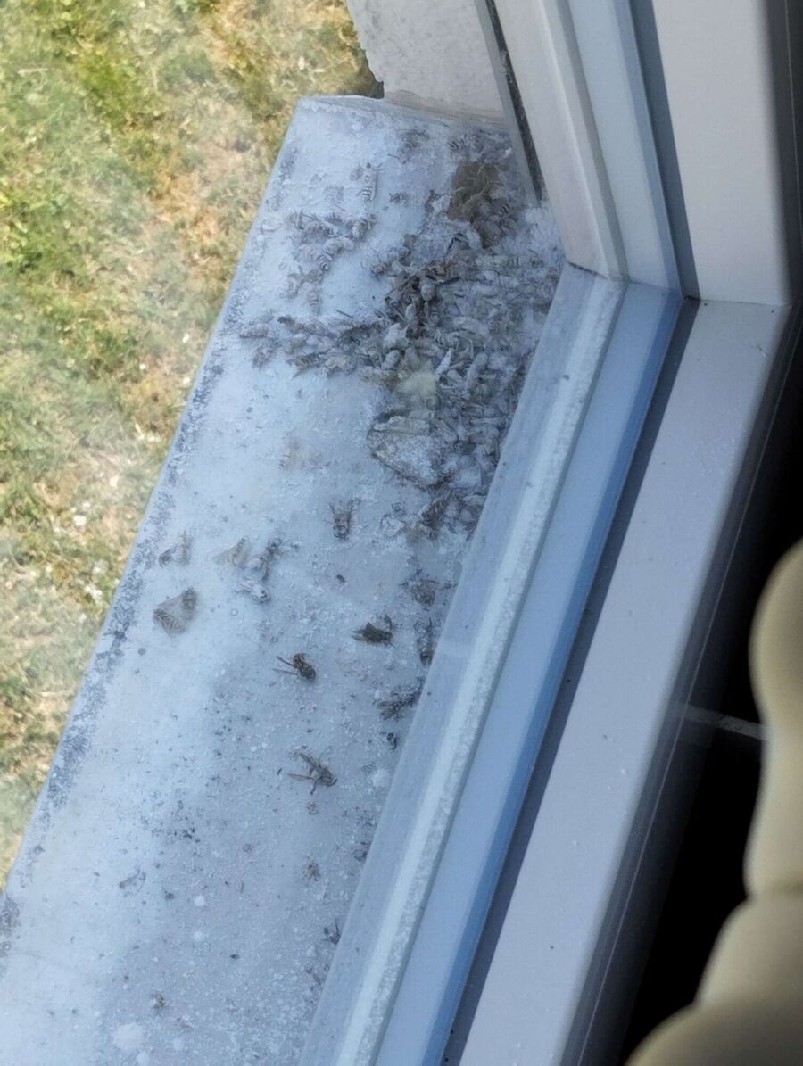 ruche abeille maison que faire