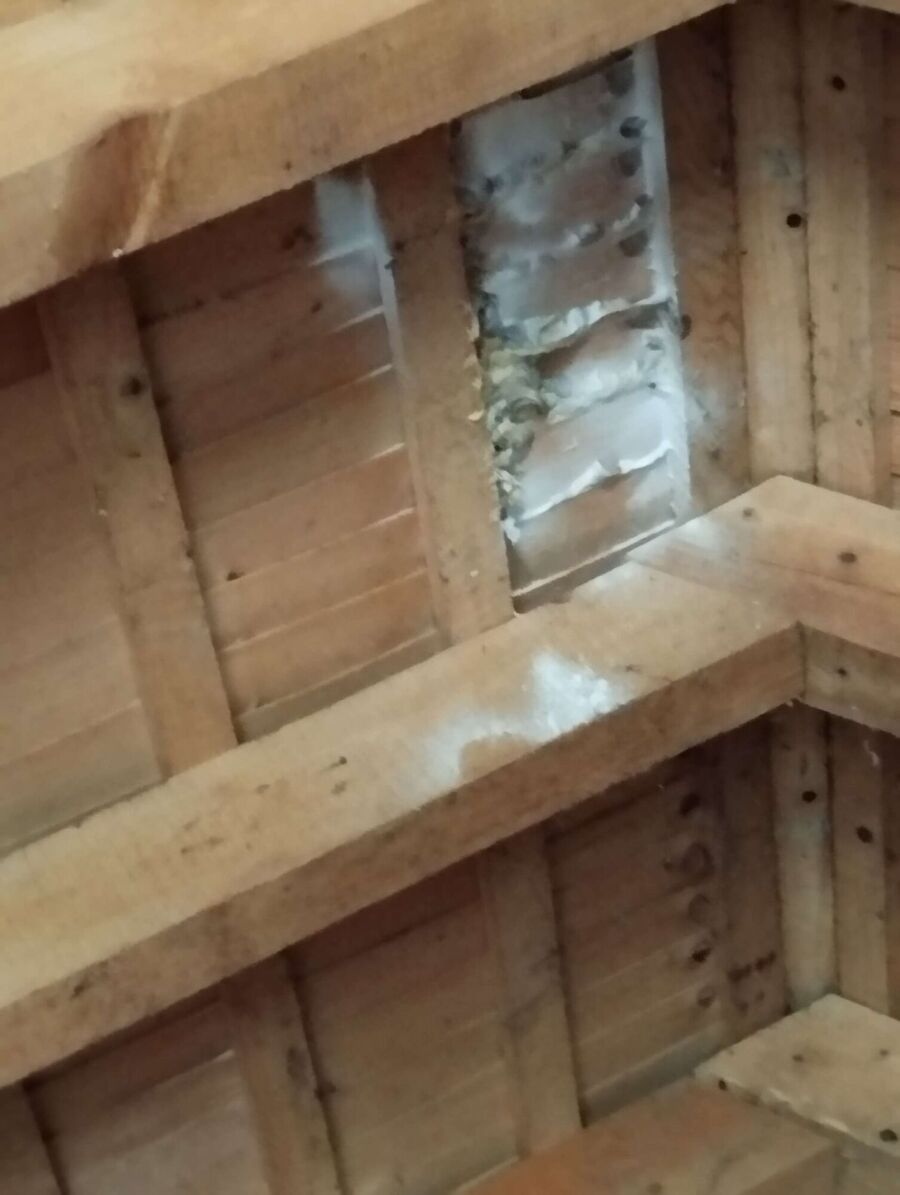 essaim d abeille enlevement