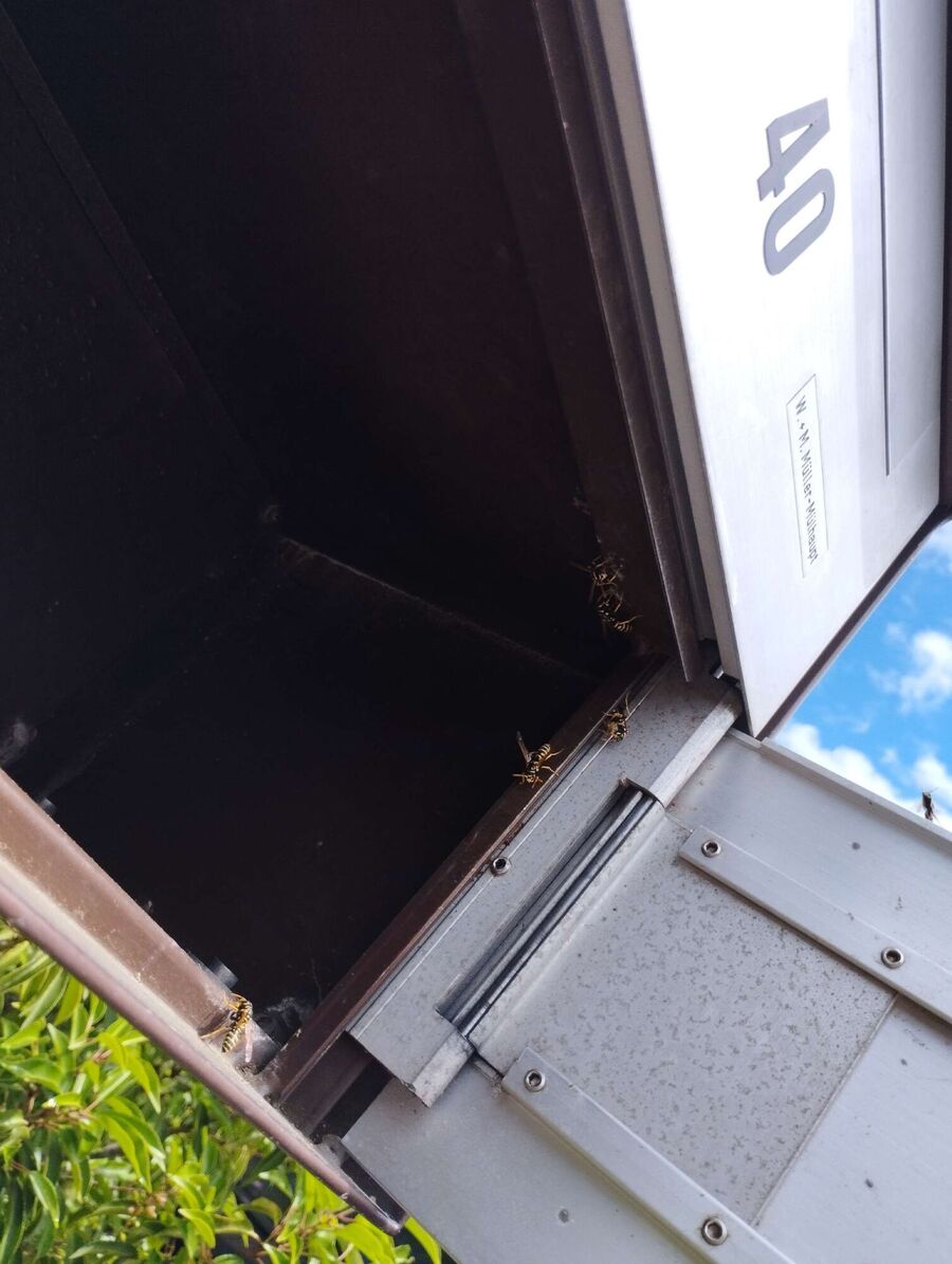 ruche abeille maison que faire