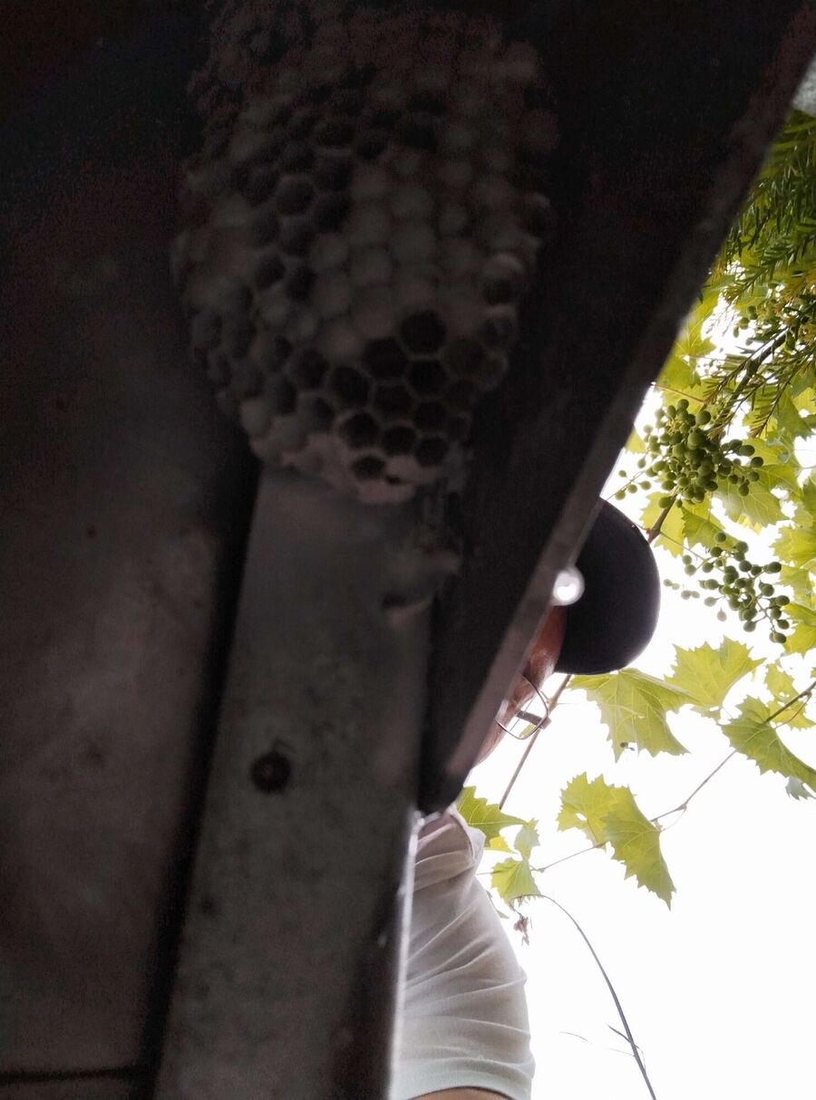 essaim d abeille enlevement