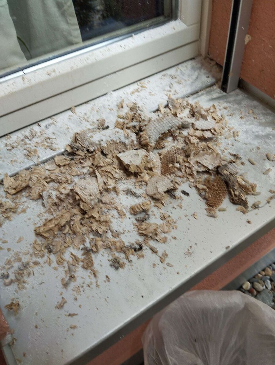 enlever un nid d abeille