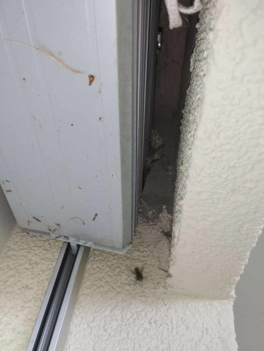 essaim d abeille enlevement