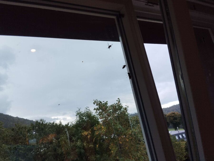 ruche abeille maison que faire