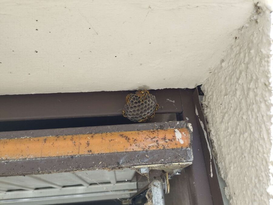 essaim d abeille enlevement