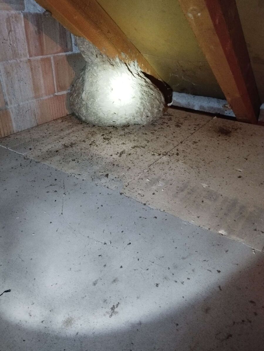 nid d abeille que faire