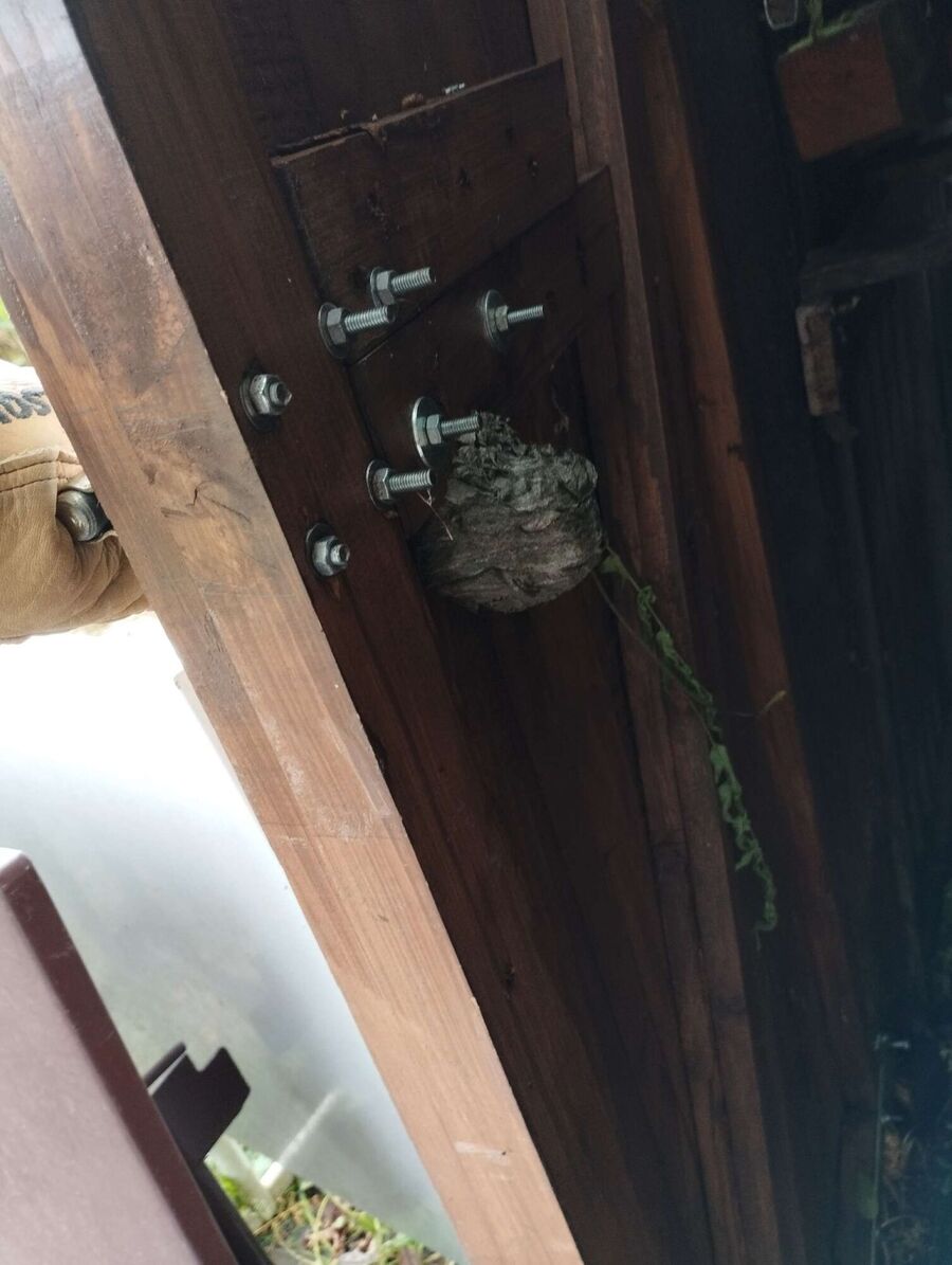 essaim d abeille enlevement