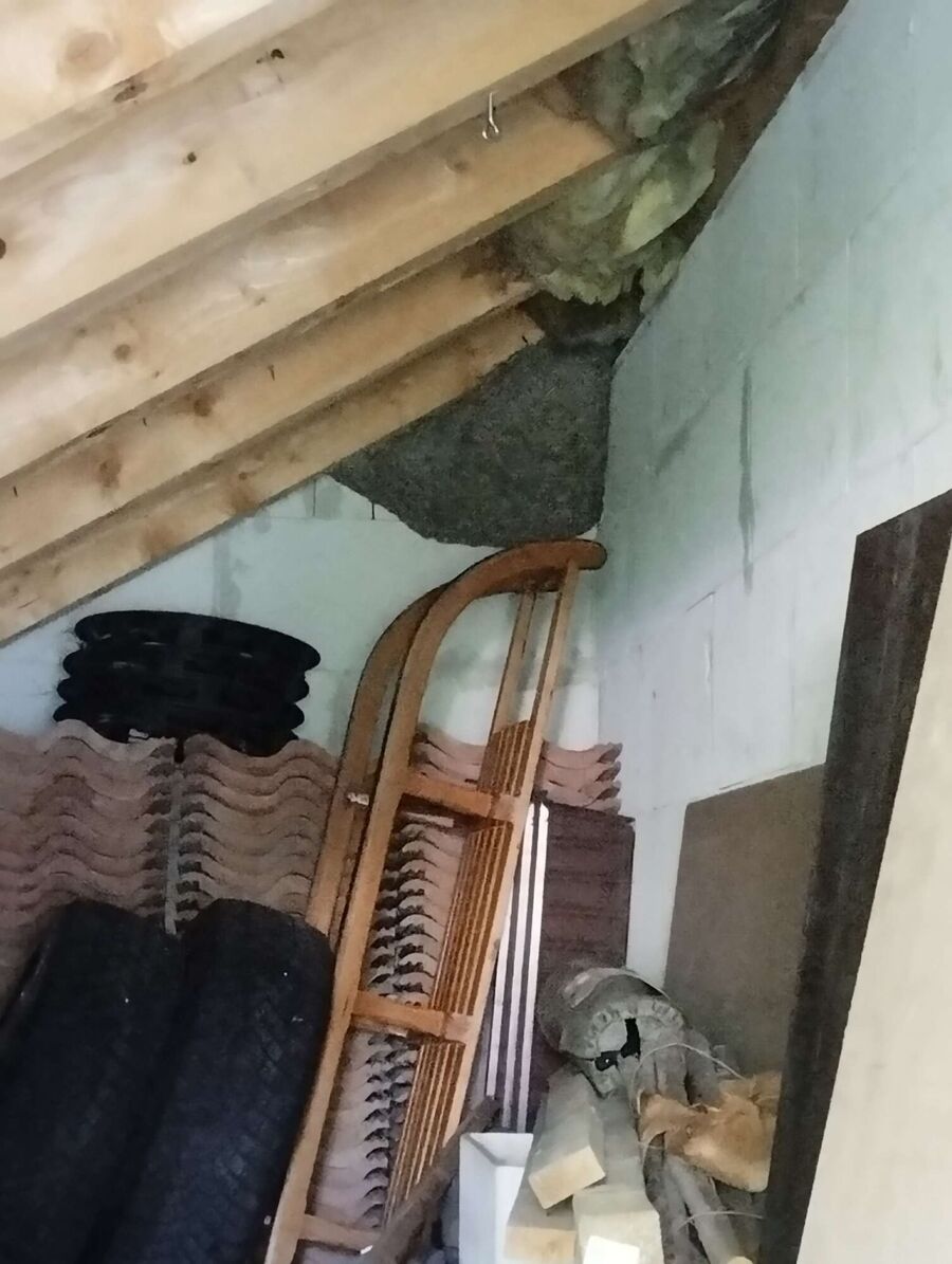 essaim d abeille enlevement