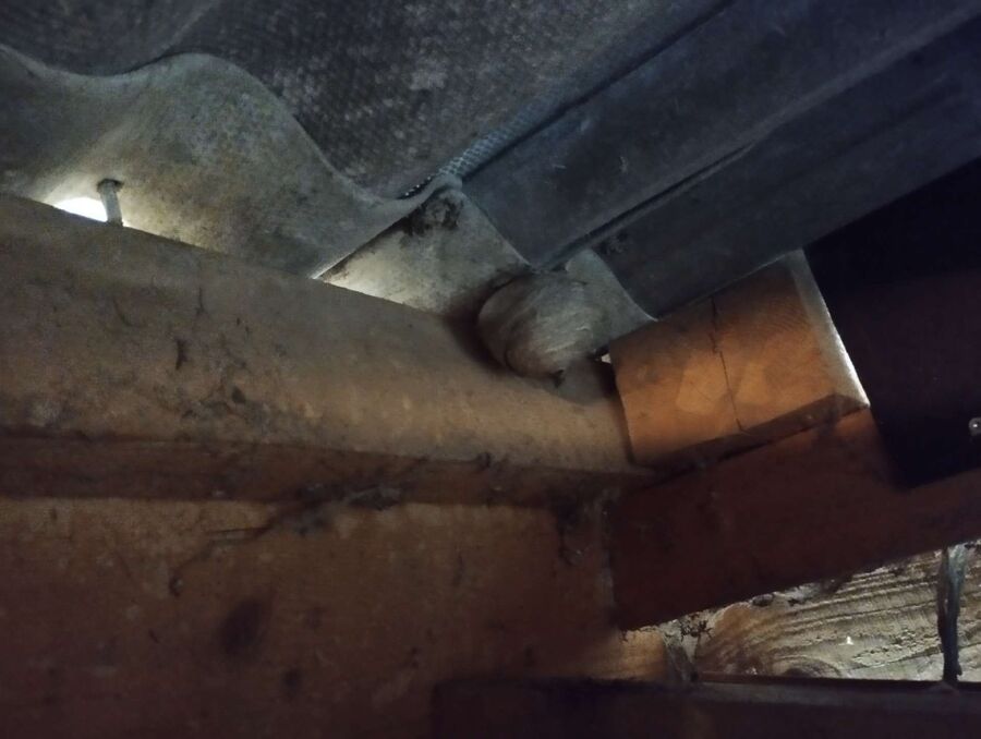 ruche abeille maison que faire