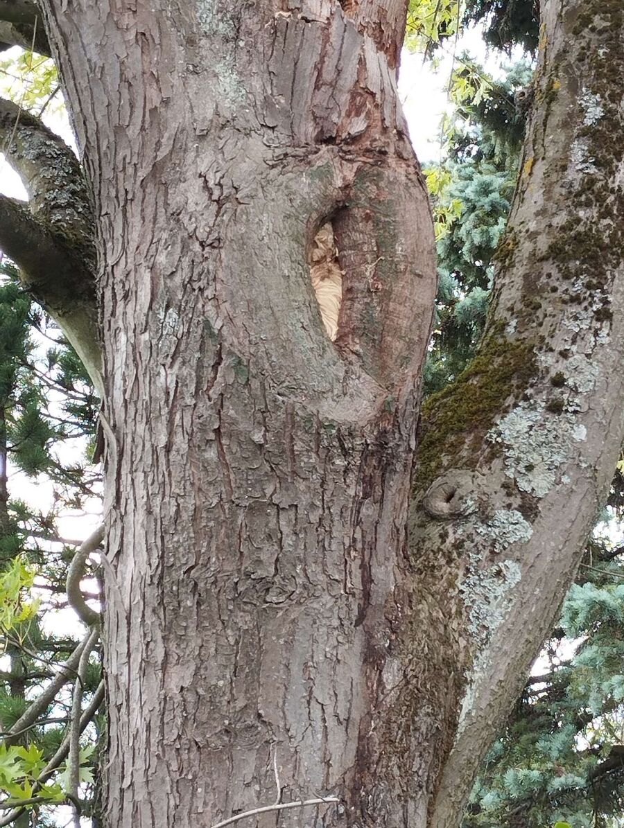 nid d abeille que faire