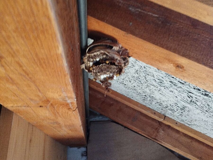 essaim d abeille enlevement