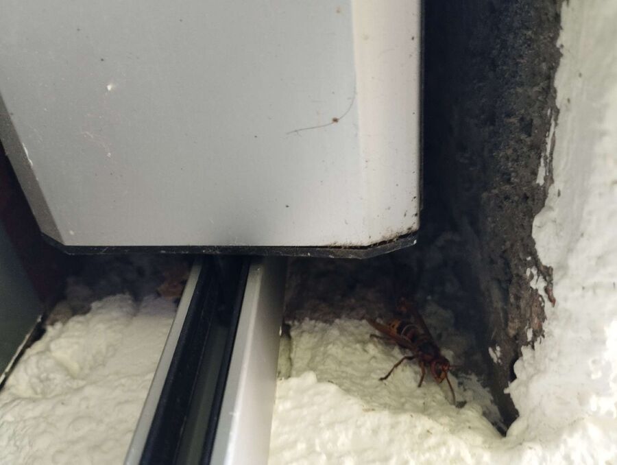 nid d abeille que faire