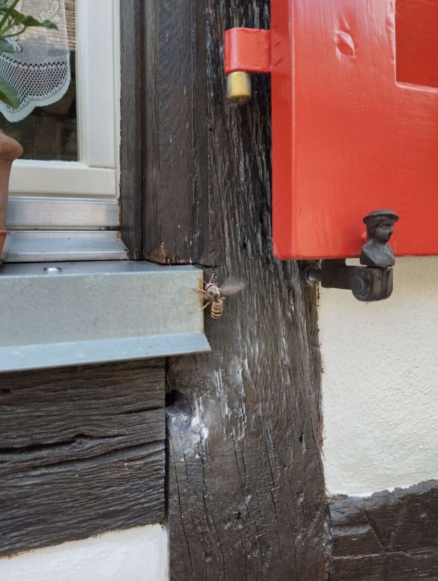 enlever un nid d abeille