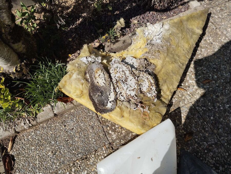 nid d abeille que faire