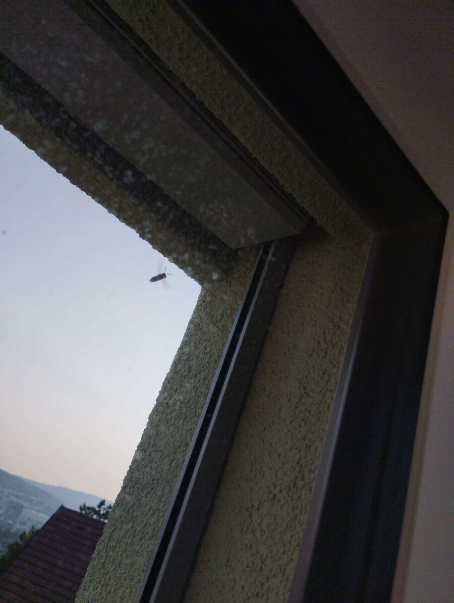 ruche abeille maison que faire