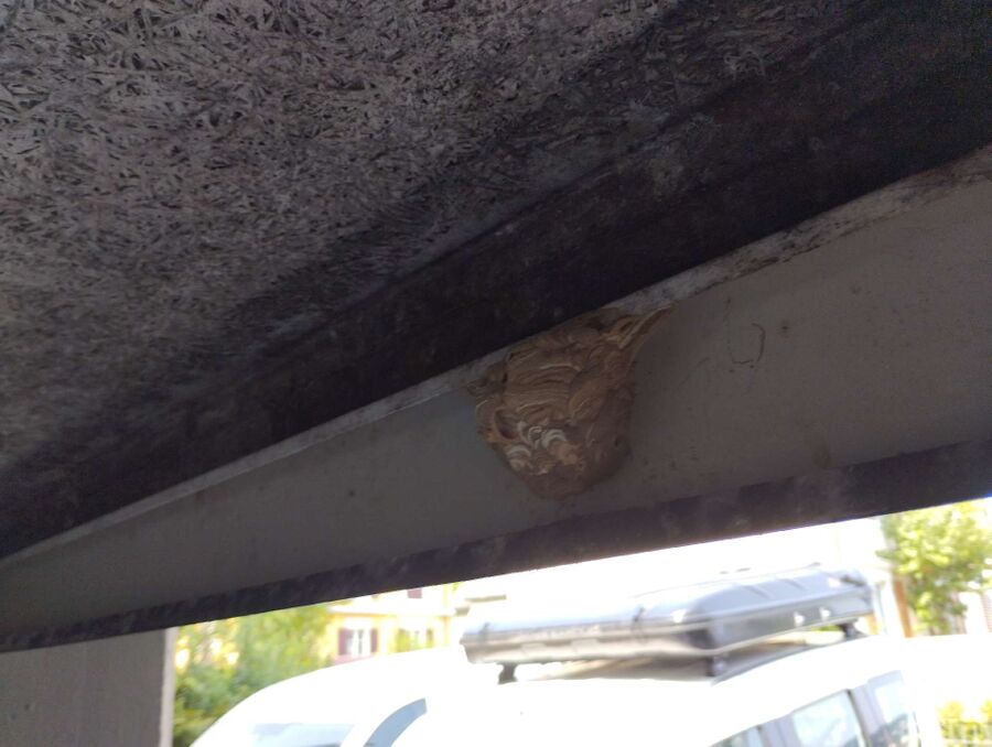 essaim d abeille enlevement