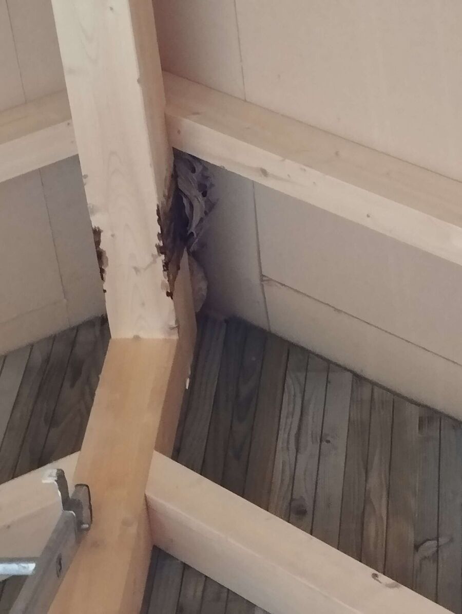 essaim d abeille enlevement