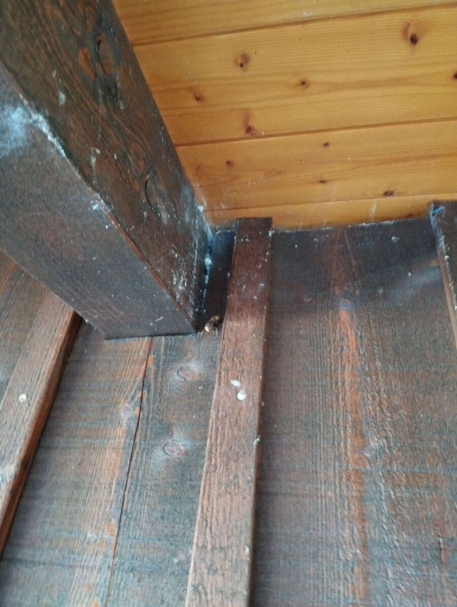 nid d abeille que faire