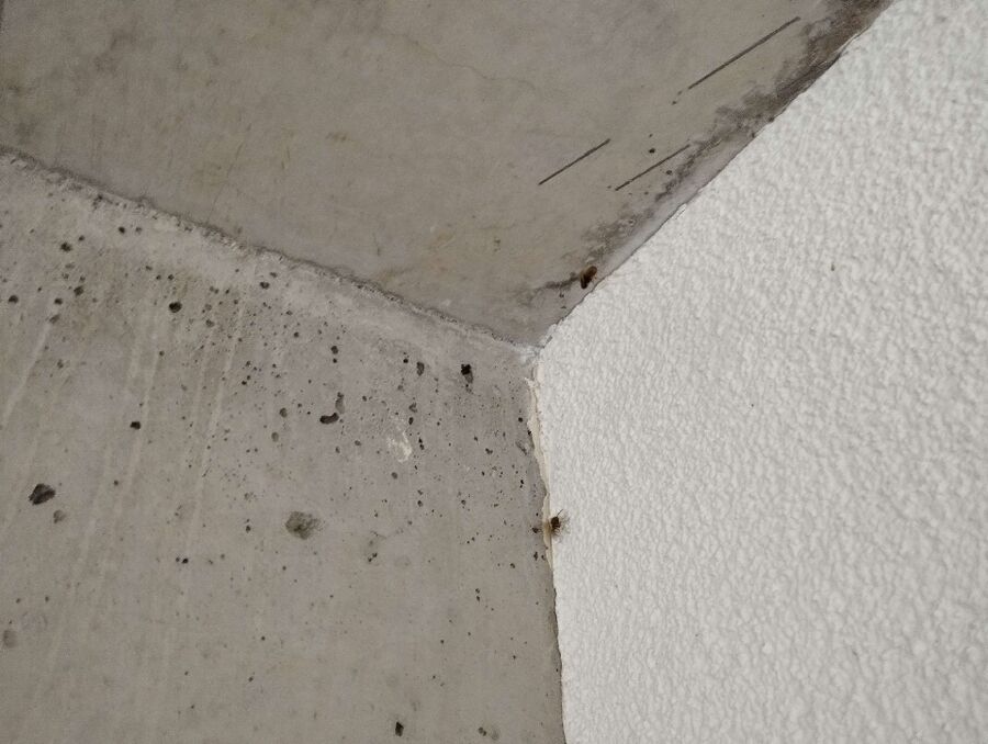 ruche abeille maison que faire