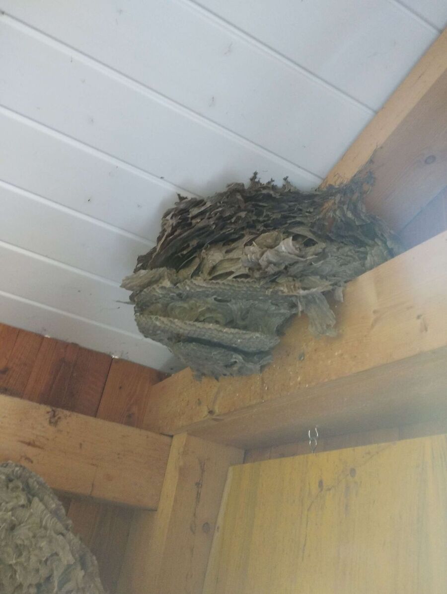 enlever un nid d abeille