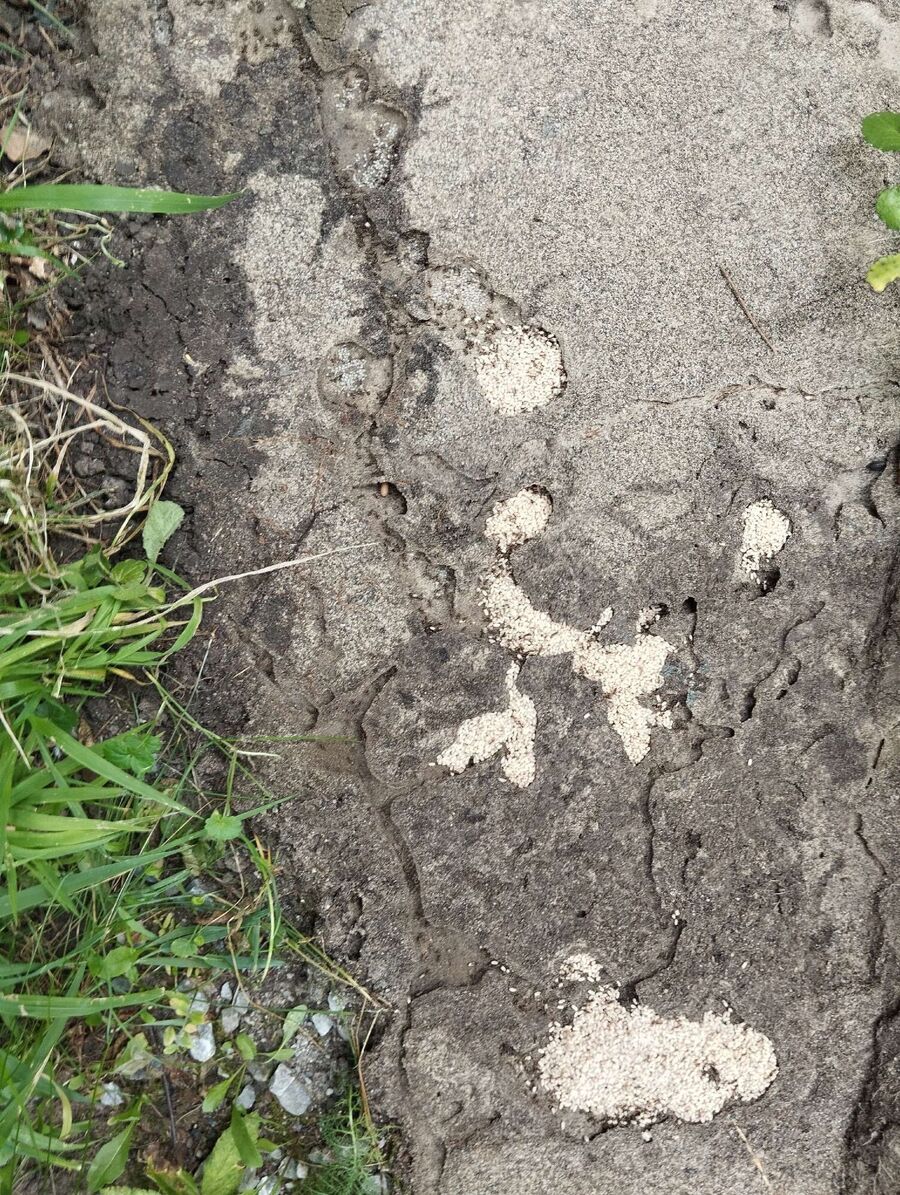 enlever un nid d abeille