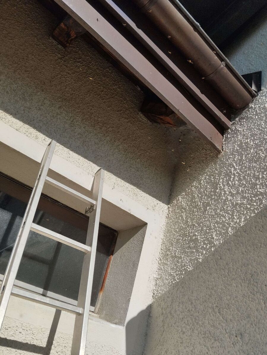 essaim d abeille enlevement