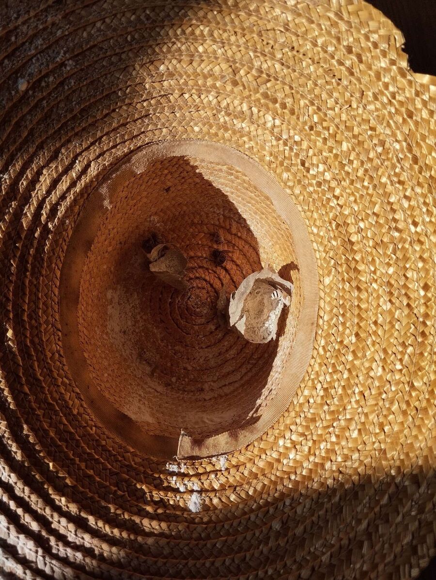 enlever un nid d abeille