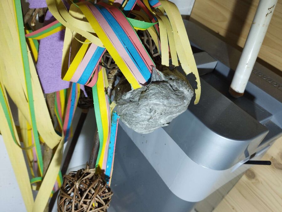 ruche abeille maison que faire