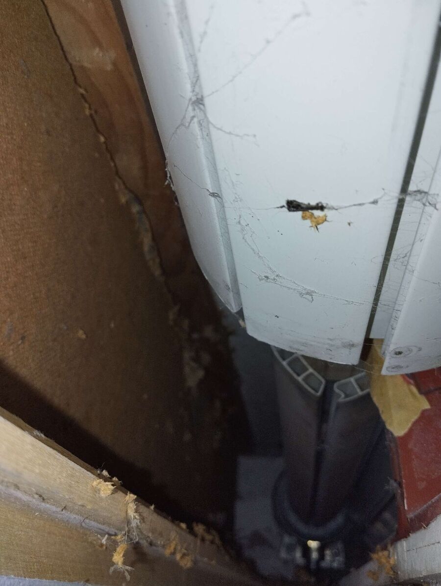 essaim d abeille enlevement